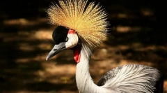 Venecijanska dizalica